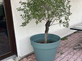 a small tree in a blue pot on the patio