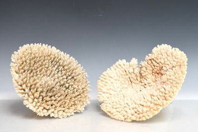 deux morceaux de corail posés sur une table, sur fond gris