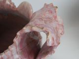 a close up view of a pink object with its mouth open
