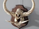 a deer skull mounted on the wall of a room