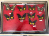 a lot of butterflies that are on display in a glass case