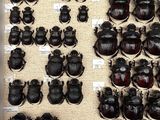 a lot of beetles that are on display in a glass case