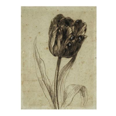 un dessin représentant une tulipe avec sa tige et ses feuilles
