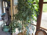 a potted plant in the corner of a room next to a window