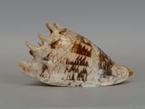 a shell that is sitting on top of a table