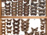 many different kinds of moths displayed in a display case