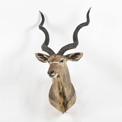 une tête d'antilope accrochée au mur d'une pièce blanche