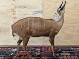 a small antelope standing on a rug in a room