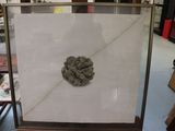 a picture of a picture of a rock in a glass case