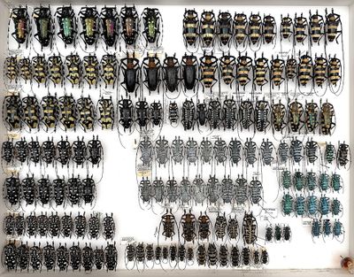 a picture of a collection of insect specimens on a wall