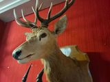 a deer head mounted on the wall of a room