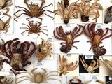 many different types of spiders on display in a display case
