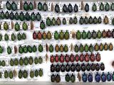 many different beetles on display in a display case
