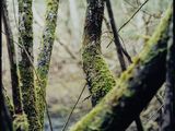 un arbre recouvert de mousse au milieu d'une forêt