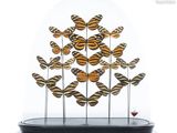 un dôme en verre contenant une nuée de papillons