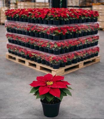 a plant that is sitting on a pallet in the middle of a warehouse
