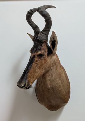 une tête de cerf fixée au mur d'une pièce