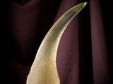 an elephant ' s tusk is shown against a dark background