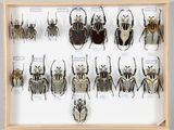 de nombreux insectes exposés dans un cadre en bois