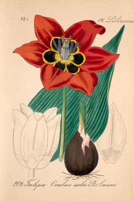 dessin représentant une fleur rouge avec des feuilles vertes dans un vase