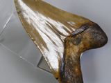 a close up of a fossil shark tooth in a clear box