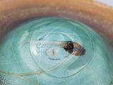 an image of a close up of a bowl with a bug inside of it
