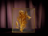 a gold leaf in a glass box on a table