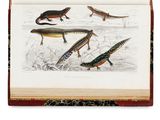 une photo d'un livre sur lequel figurent des lézards