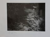 a black and white photo of a horse in the woods