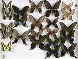 de nombreux papillons exposés dans une vitrine