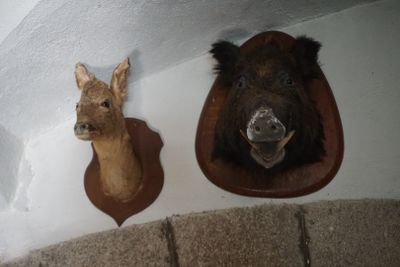 Lot de trophées de chasse : sangliers, chevreuil, bouquetin - Photo 1