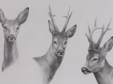 drawing of three deer heads with antlers on a white background