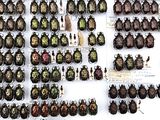a lot of beetles that are hanging on the wall