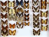de nombreux types de papillons exposés dans une vitrine