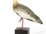 a bird that is standing on top of a block