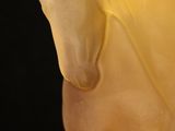 a close up of a yellow horse statue on a black background