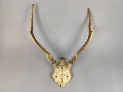 une image représentant une tête de cerf en or accrochée au mur