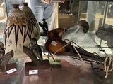 a glass display case with various items in it