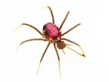 une image représentant une araignée avec une pierre rouge sur le dos