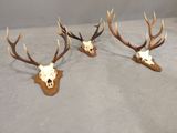 three deer heads with antlers mounted on a wooden stand