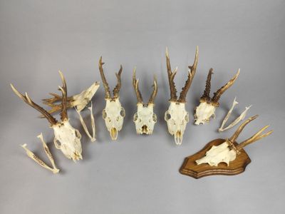 un ensemble de crânes de cerfs et d'antilopes fixés sur une plaque en bois