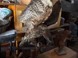 a large bird that is sitting on top of a box