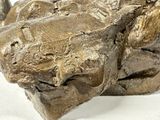 a close up of a bronze sculpture of a dog ' s head