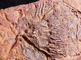 a fossil of a bird that is on a rock