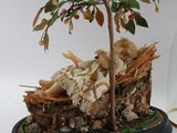a small tree that is under a glass dome
