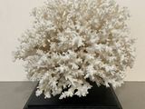 a white coral on a black base on a table