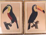 deux photos encadrées représentant un toucan et un toucan perché sur une branche d'arbre