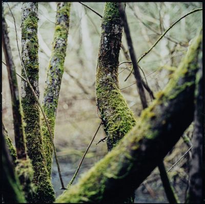 un arbre recouvert de mousse au milieu d'une forêt
