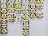 de nombreux types de papillons exposés dans un cadre blanc