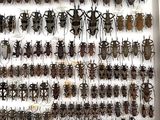 a lot of bugs that are hanging on the wall